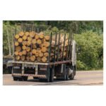 Acacia en grume – Camion complet 50 stères